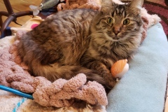 kara-with-wind-up-sushi