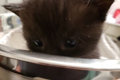 baby-eris-in-bowl